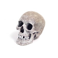 Rosewood pet Life-Like Human Skull